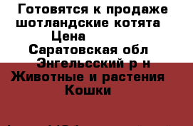 Готовятся к продаже шотландские котята › Цена ­ 1 000 - Саратовская обл., Энгельсский р-н Животные и растения » Кошки   